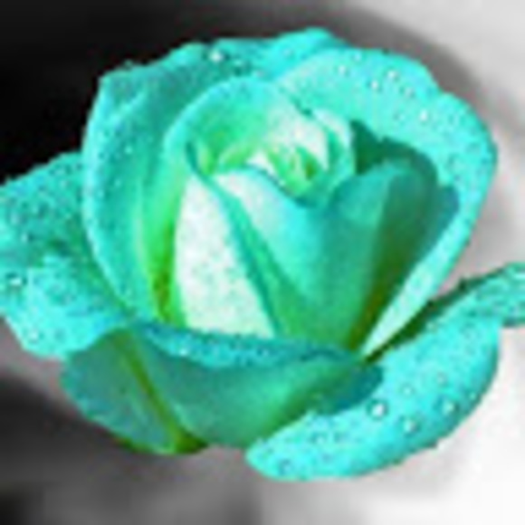 Meet your Posher, Lacey - Picture 1 of 1